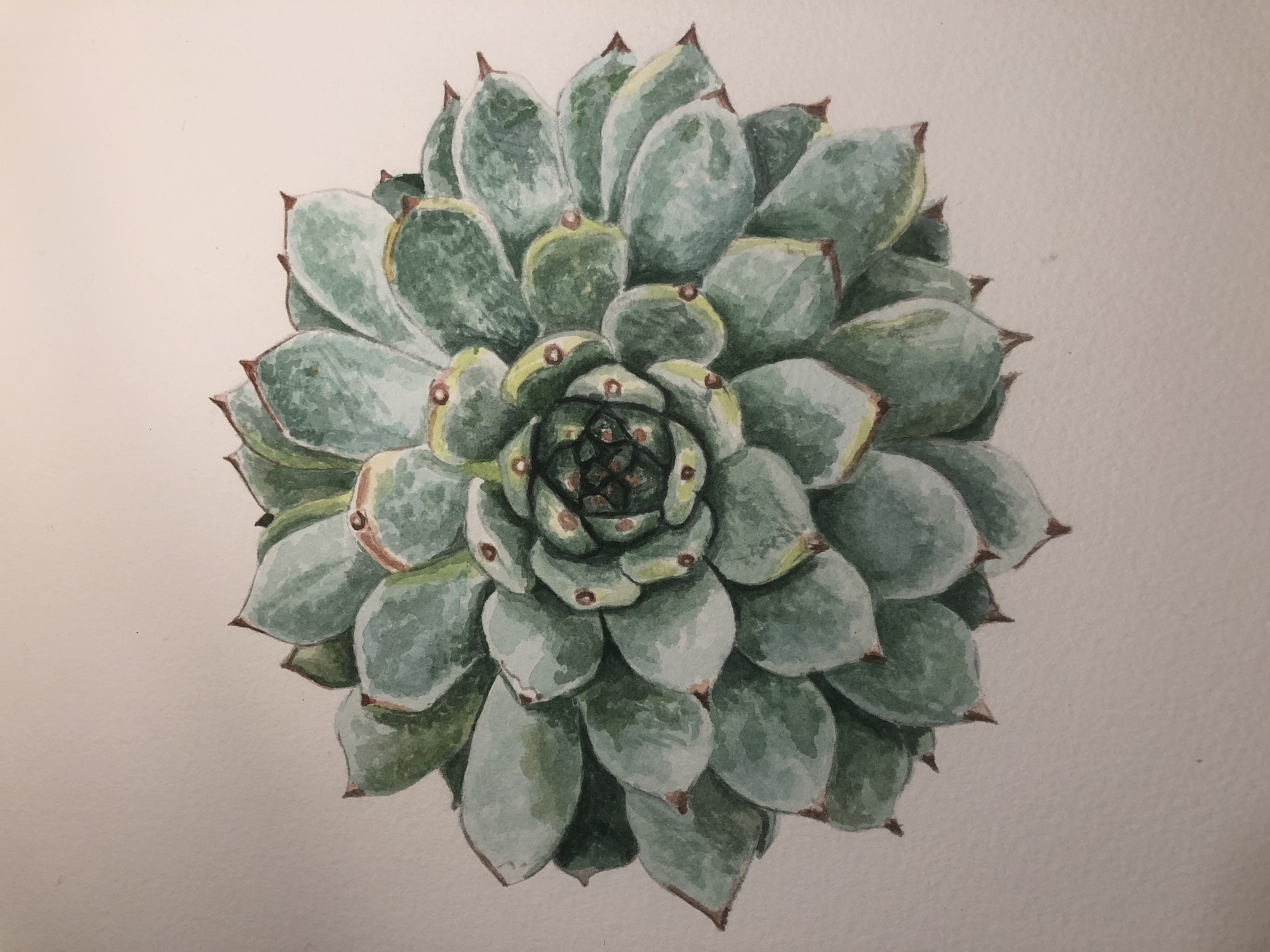 Succulent